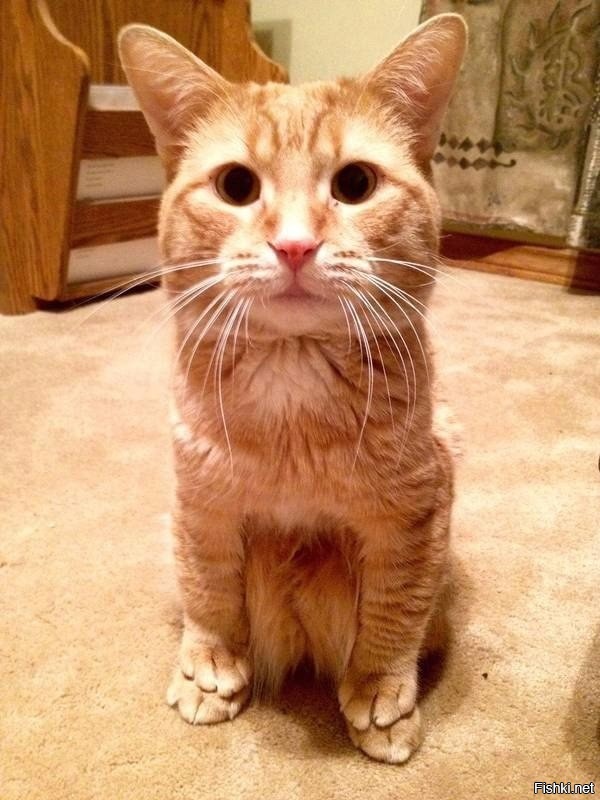 Обратите внимание на то, как он сидит