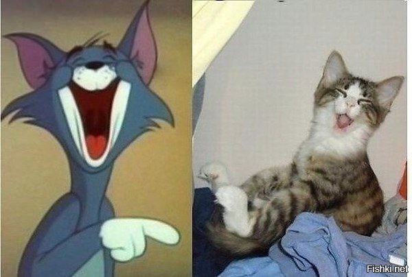 Из солянки