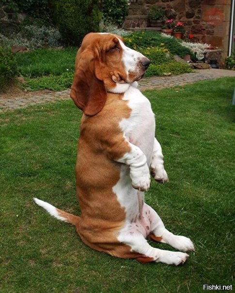 Команда &quot;Сидеть&quot;