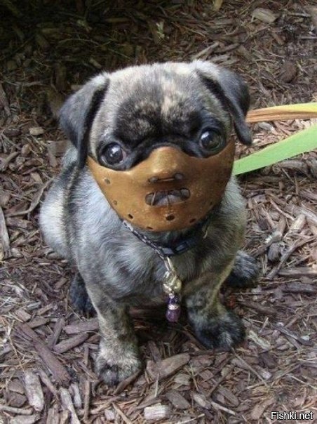 Щенка зовут Лектор