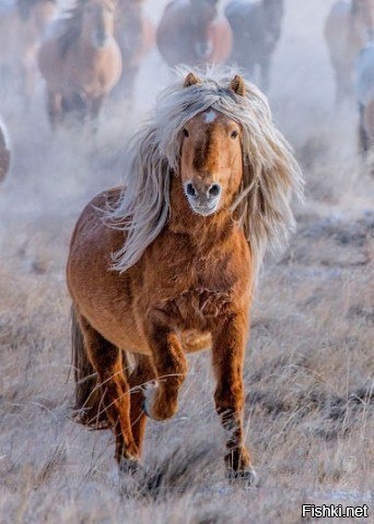 Необычная лошадь