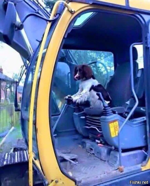 Моя собака постоянно что-то копает на заднем дворе