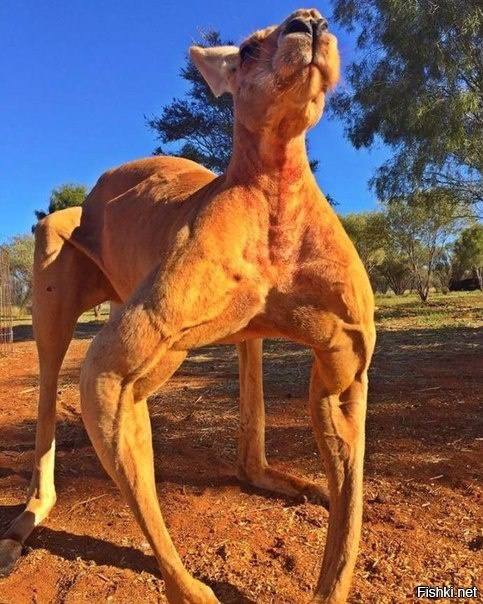 Парень, зацени бицуху