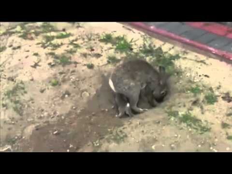 Я был в шоке когда она разрыла тайник