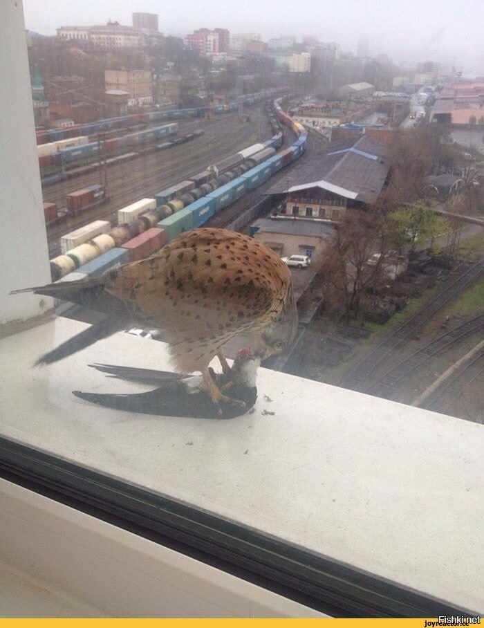 Весны не будет, не долетела она до наших сеней