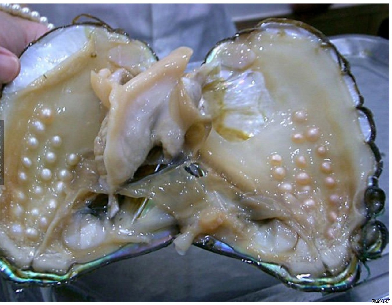 Жемчуг в устрице
