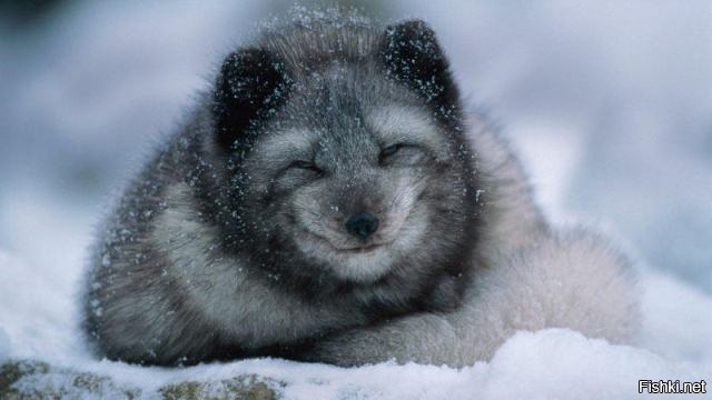 Улыбающийся писец - символ 2016 года