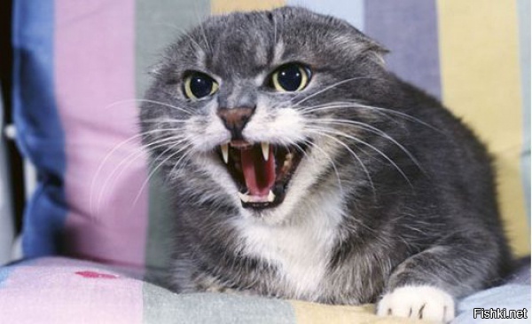 Котик кушать хочет