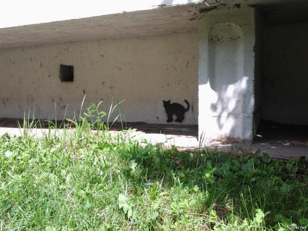 &quot;Братство черного кота&quot;