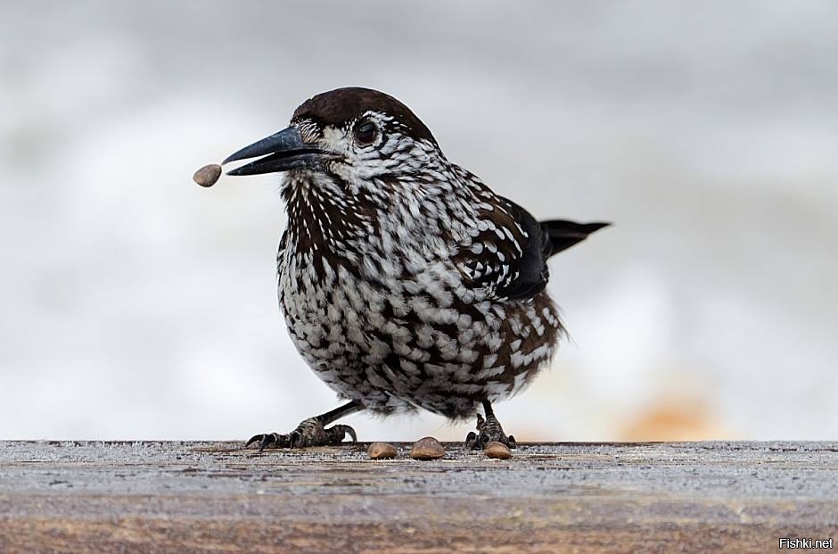 Кедровка, красивая