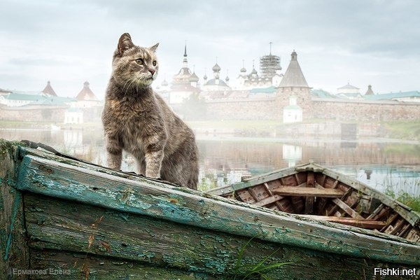 &quot;Усатый капитан&quot;