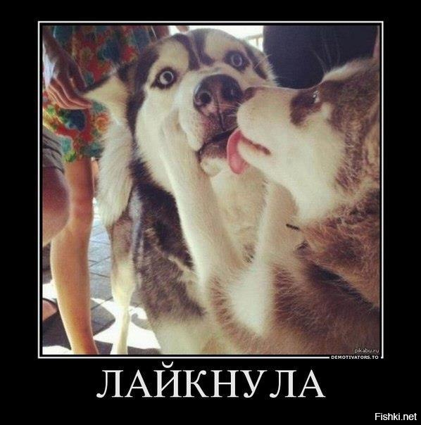 Из солянки