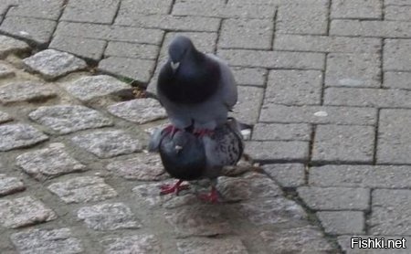 Доминирование