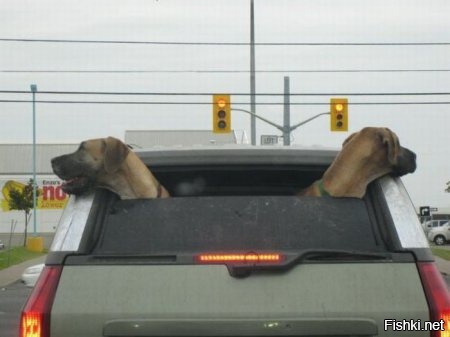 Гавкающие поворотники