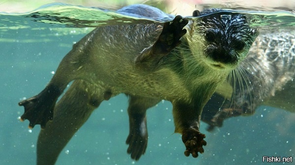 Почему обязательно котики, есть еще разные другие симпатяги