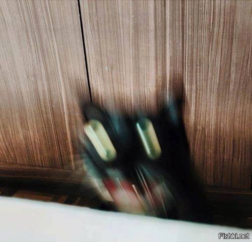 Когда пытаешься сфотографировать кота