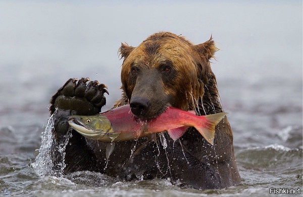 Что-то медведа вдруг вспомнил