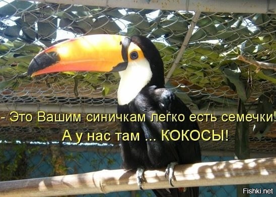 Из солянки