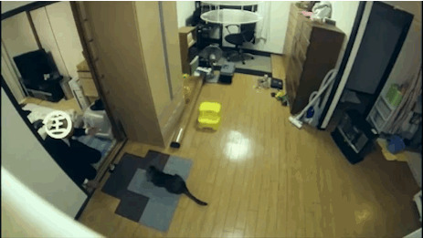 Правда ли, что кошки всегда приземляются на лапы