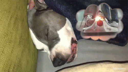 Ночные кошмары собаки