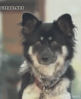 Высоко сижу