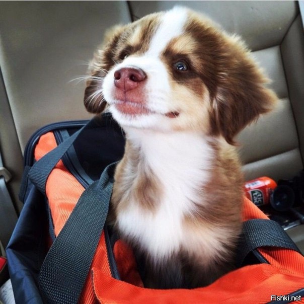 &quot;С таким выражением, не шевелясь, щенок впервые прокатился в автомобиле&amp;...