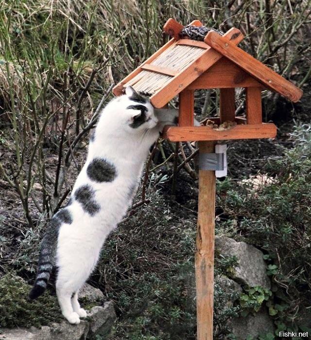 С Днем орнитолога