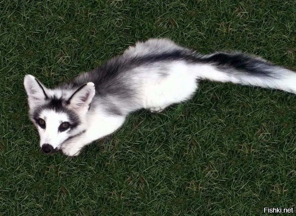 Канадская мраморная лиса