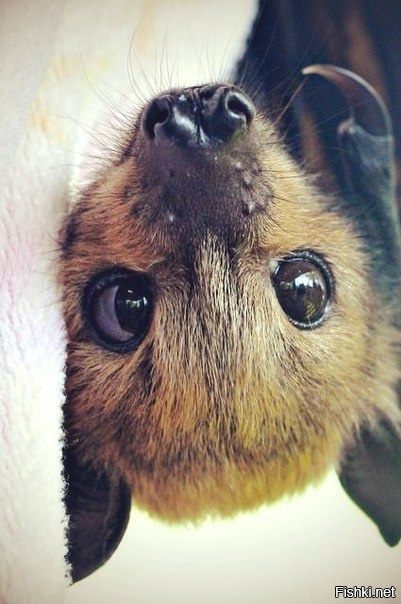 Малыш Летучей лисицы