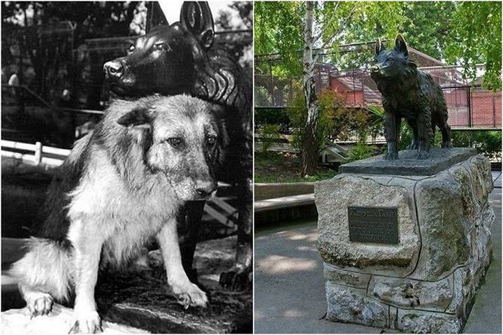 ПАМЯТНИК СОБАКЕ, КОТОРАЯ СУМЕЛА ПОБЕДИТЬ В СХВАТКЕ СБЕЖАВШЕГО ИЗ КЛЕТКИ ЗООПАРКА ЯГУАРА