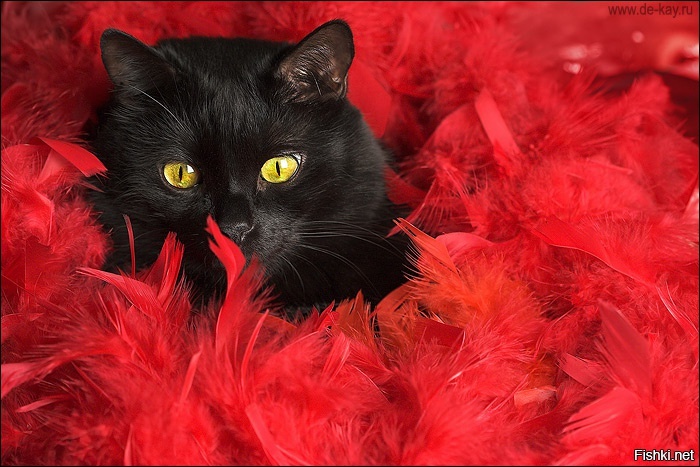 Если черного кота во время плавания выбросить за борт, на море разыграется ст...