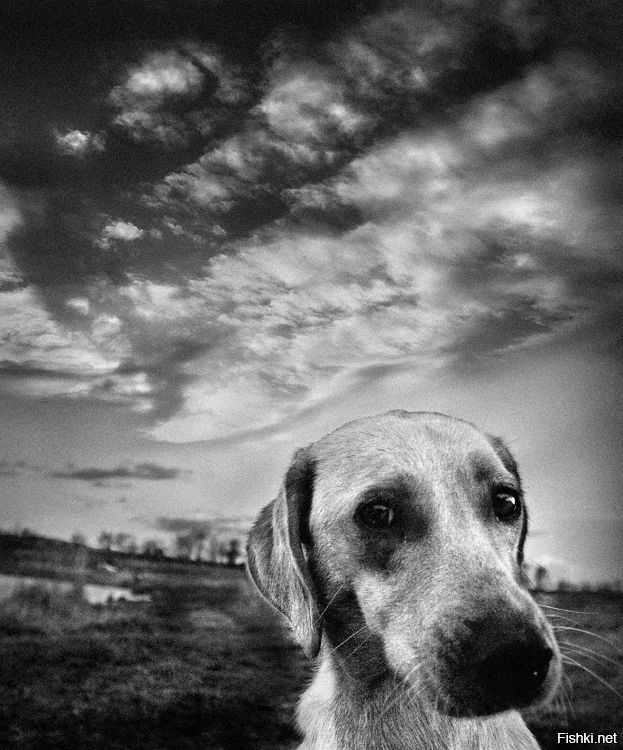 &quot;Жил-был пёс&quot;