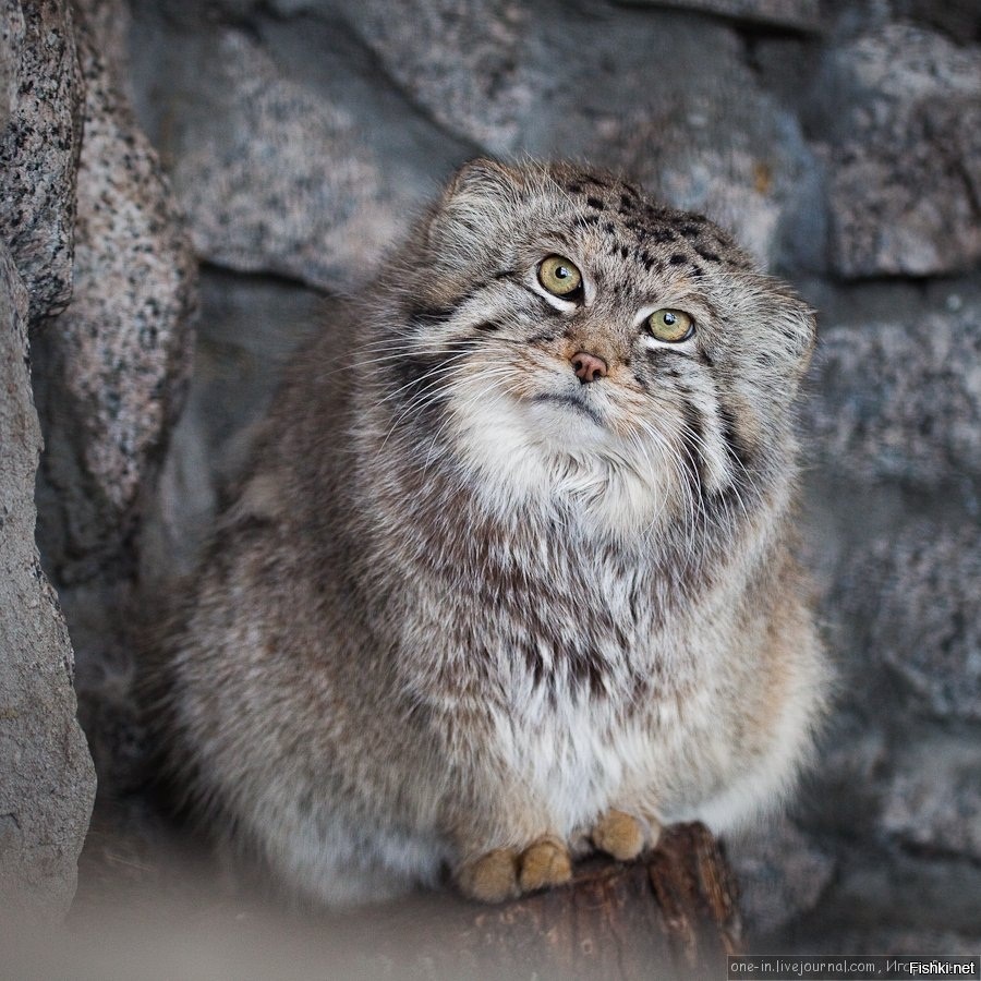 Доброго времени суток, жители Земли