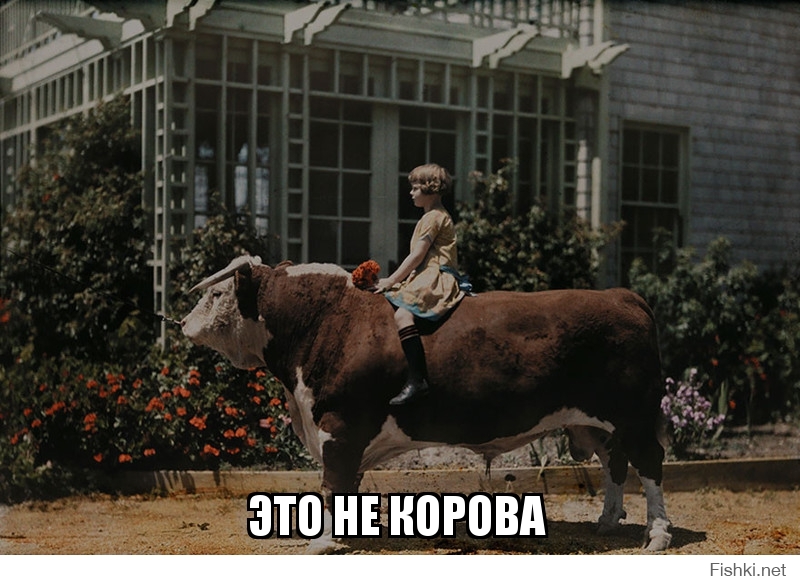 это не корова 