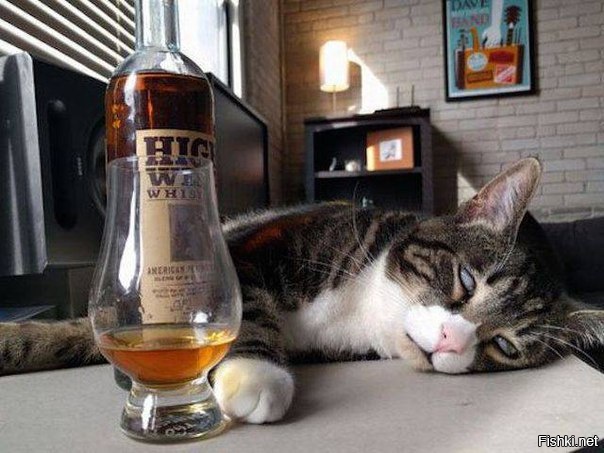 Коту больше не наливать