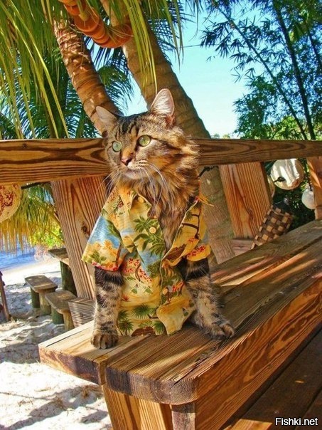 Даже у кота есть отпуск