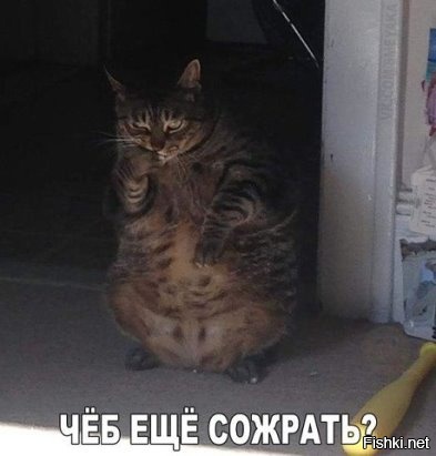 Из солянки