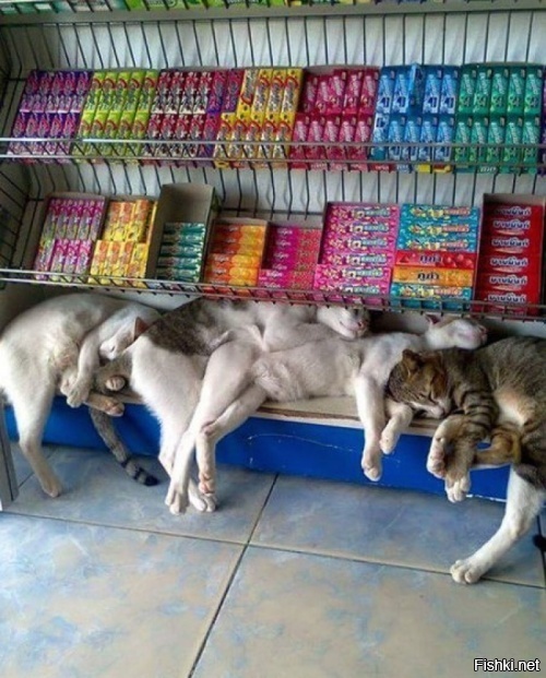 Ну и кто придумал жвачку с валерьянным вкусом