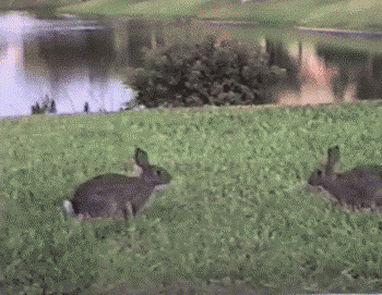 Неуловимый Джо