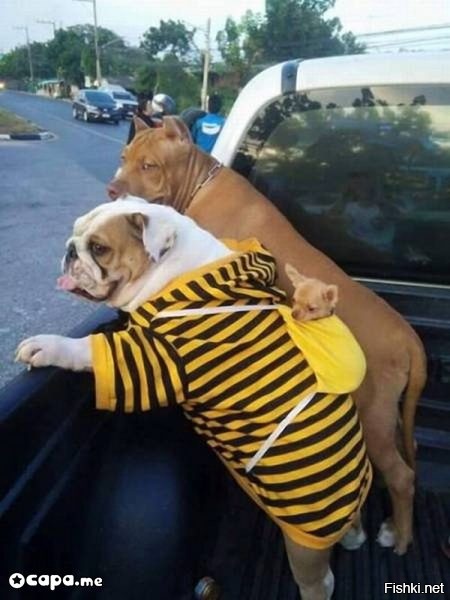 Не знаю, может уже была картинка на Фишках, но милота  этой собачьей семьи за...