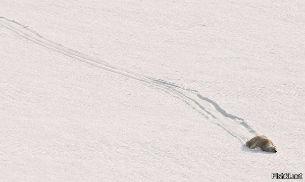 Полярный мишка съезжает со склона