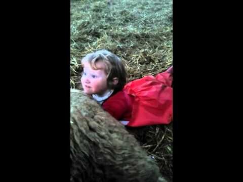 3-летняя девочка принимает роды у овцы 