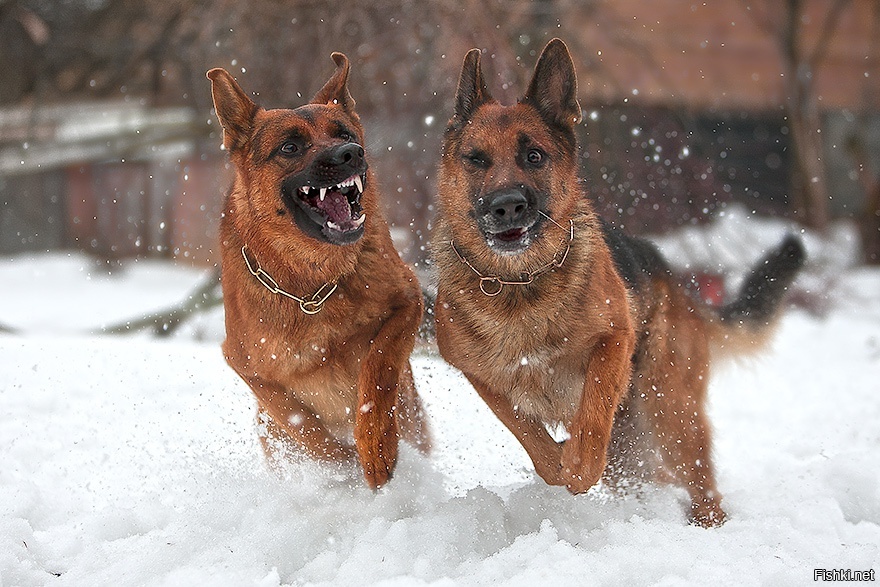 А ещё он обзывал тебя волосатой обезьяной