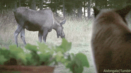 Так вот ты какой вежливый лось Добрый Вечер