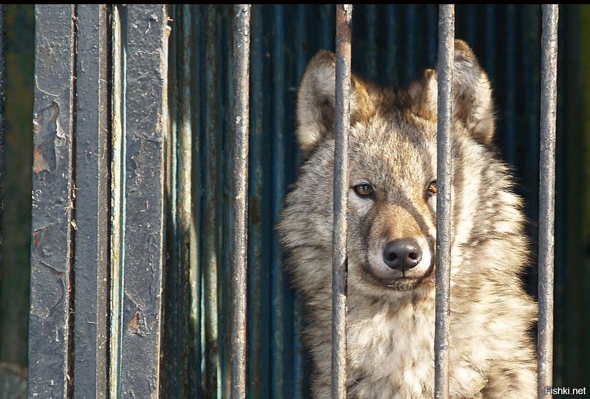 -Весной я убегу