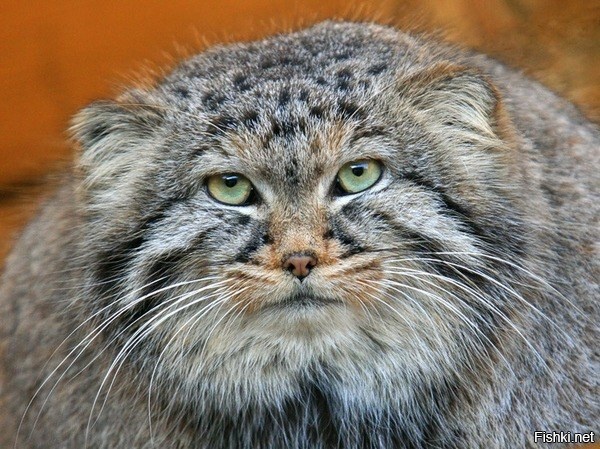 Хорошо тем, у кого - ночь