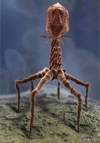 Реальное фото вируса T4 сделанное с помощью электронного микроскопа