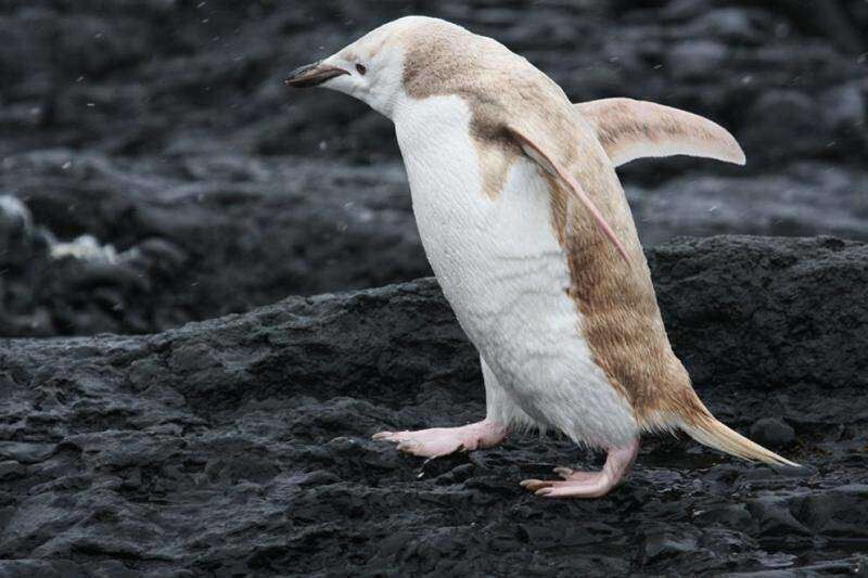Редкий пингвин-блондин 