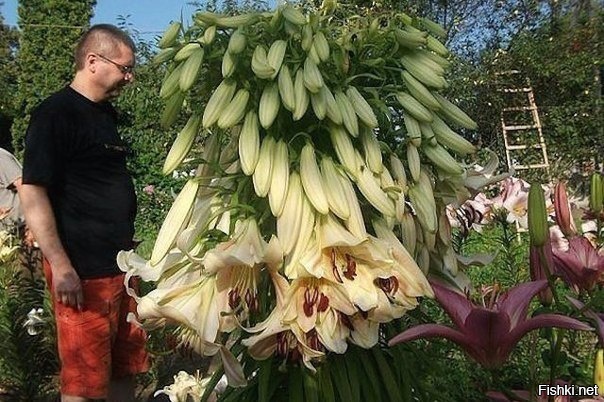 Кардиокринум - гигантские лилии