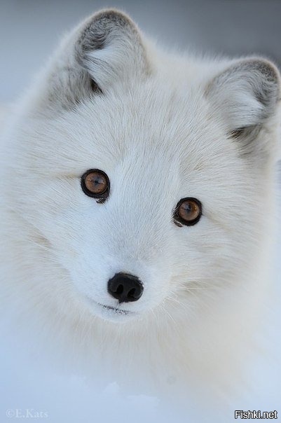 Самый шо ни на есть настоящий писец